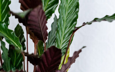 Attention All Plant Lovers!