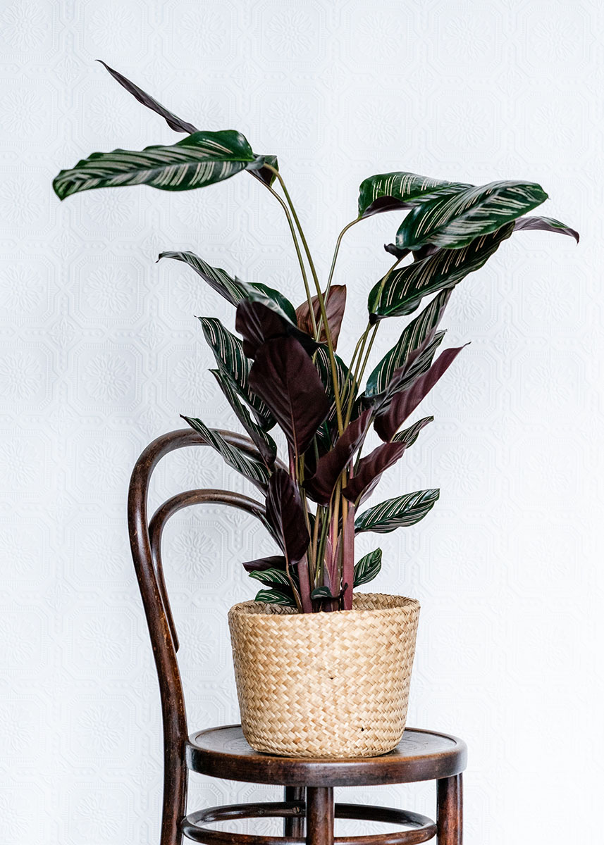 Style your house plants 