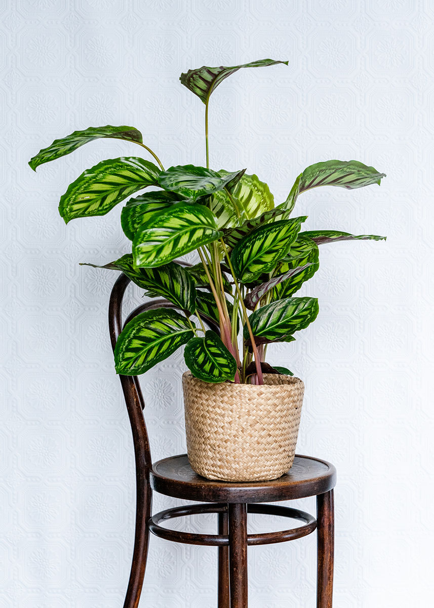 Style your house plants 