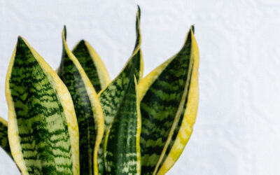 How to Style your House Plants like a Pro 