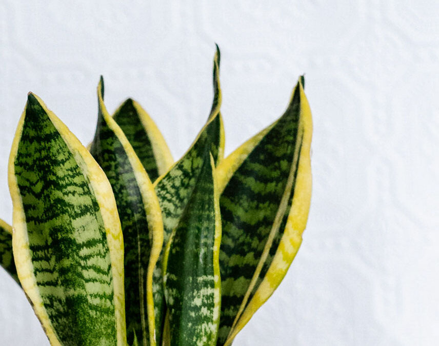 How to Style your House Plants like a Pro 